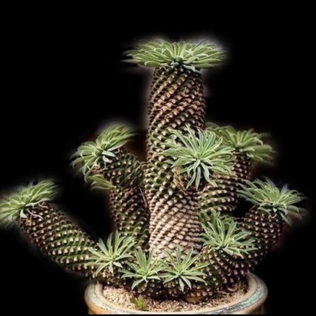 常见的多肉品种图鉴(100种罕见多肉图鉴)(31)