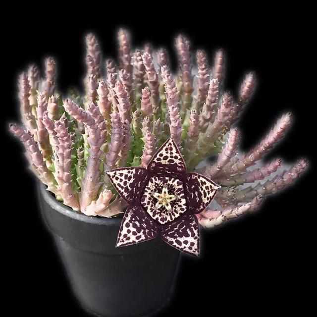 常见的多肉品种图鉴(100种罕见多肉图鉴)(100)