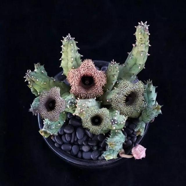 常见的多肉品种图鉴(100种罕见多肉图鉴)(74)