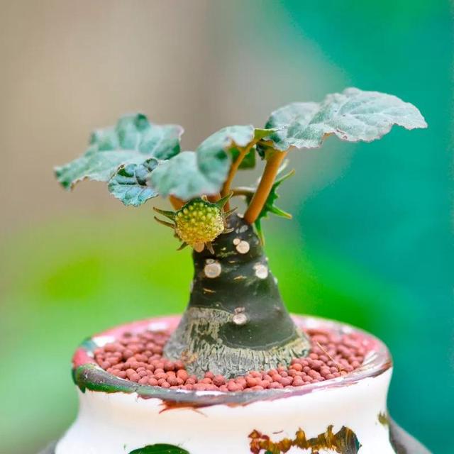 常见的多肉品种图鉴(100种罕见多肉图鉴)(23)