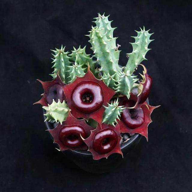 常见的多肉品种图鉴(100种罕见多肉图鉴)(78)