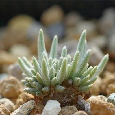 常见的多肉品种图鉴(100种罕见多肉图鉴)(30)