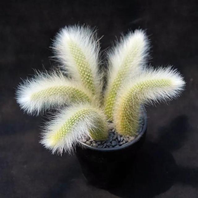 常见的多肉品种图鉴(100种罕见多肉图鉴)(71)