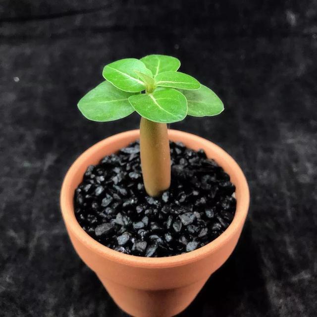 常见的多肉品种图鉴(100种罕见多肉图鉴)(64)