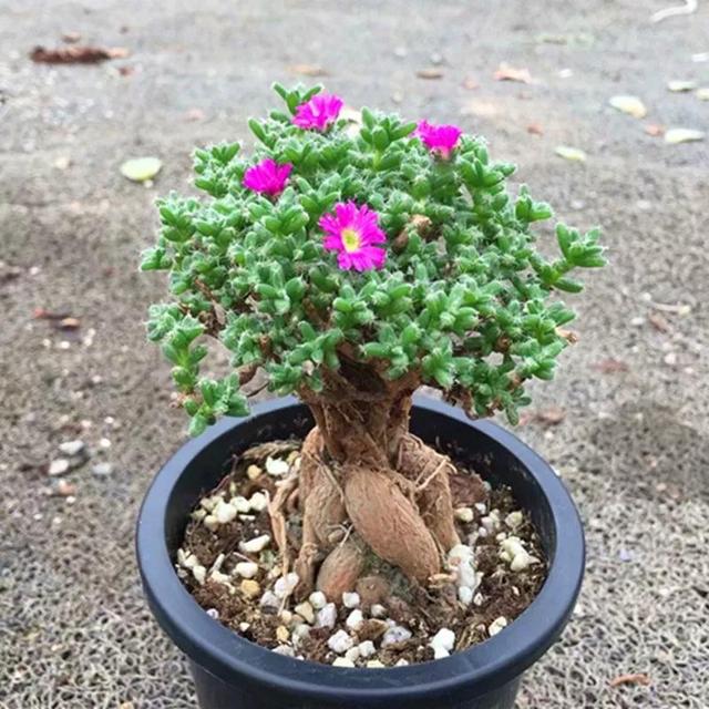 常见的多肉品种图鉴(100种罕见多肉图鉴)(53)