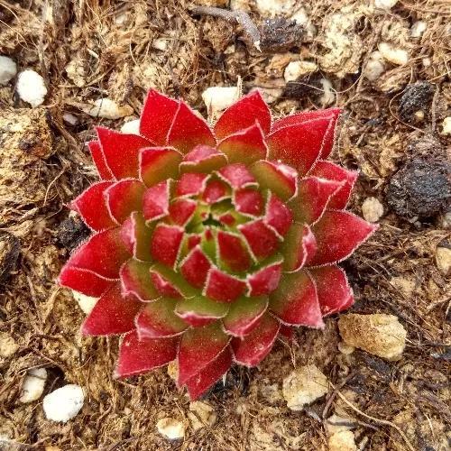 常见的多肉品种图鉴(100种罕见多肉图鉴)(58)