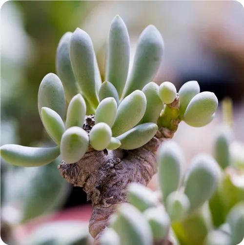 常见的多肉品种图鉴(100种罕见多肉图鉴)(36)