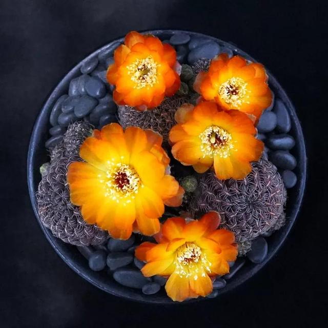 常见的多肉品种图鉴(100种罕见多肉图鉴)(98)