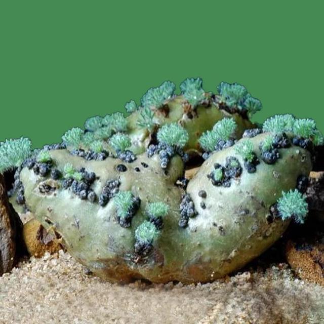 常见的多肉品种图鉴(100种罕见多肉图鉴)(11)