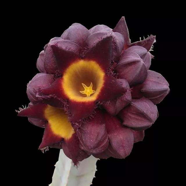 常见的多肉品种图鉴(100种罕见多肉图鉴)(73)