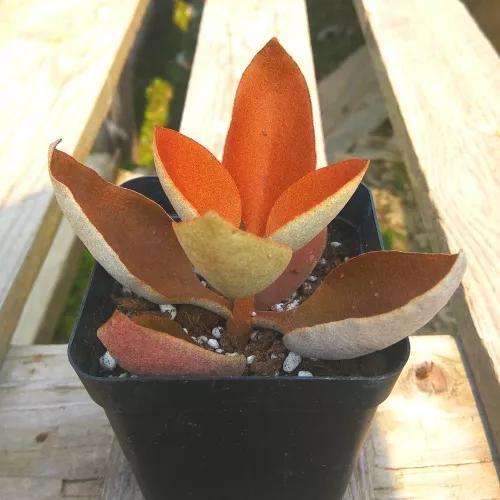 常见的多肉品种图鉴(100种罕见多肉图鉴)(44)