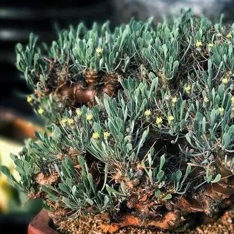 常见的多肉品种图鉴(100种罕见多肉图鉴)(37)