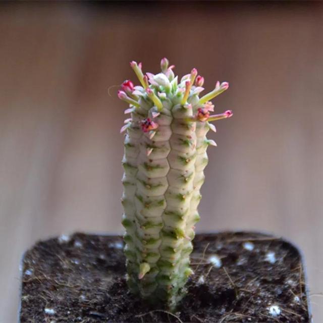 常见的多肉品种图鉴(100种罕见多肉图鉴)(49)