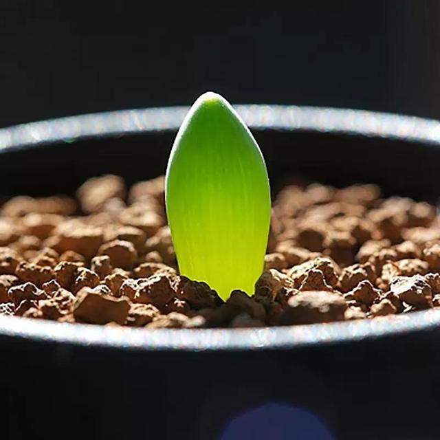 常见的多肉品种图鉴(100种罕见多肉图鉴)(24)