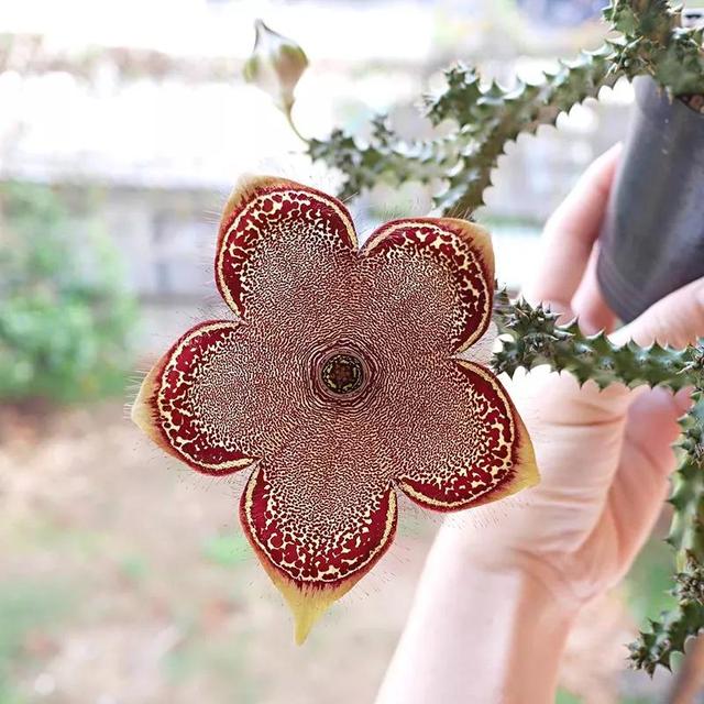 常见的多肉品种图鉴(100种罕见多肉图鉴)(16)