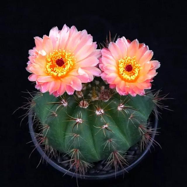 常见的多肉品种图鉴(100种罕见多肉图鉴)(85)