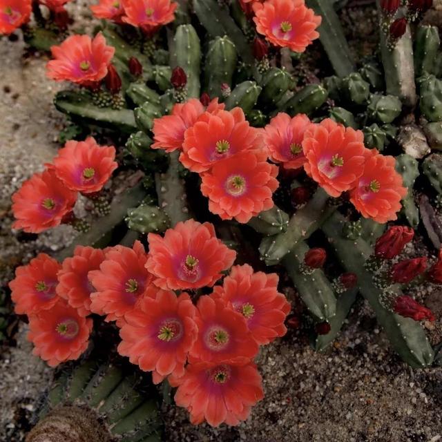 常见的多肉品种图鉴(100种罕见多肉图鉴)(112)