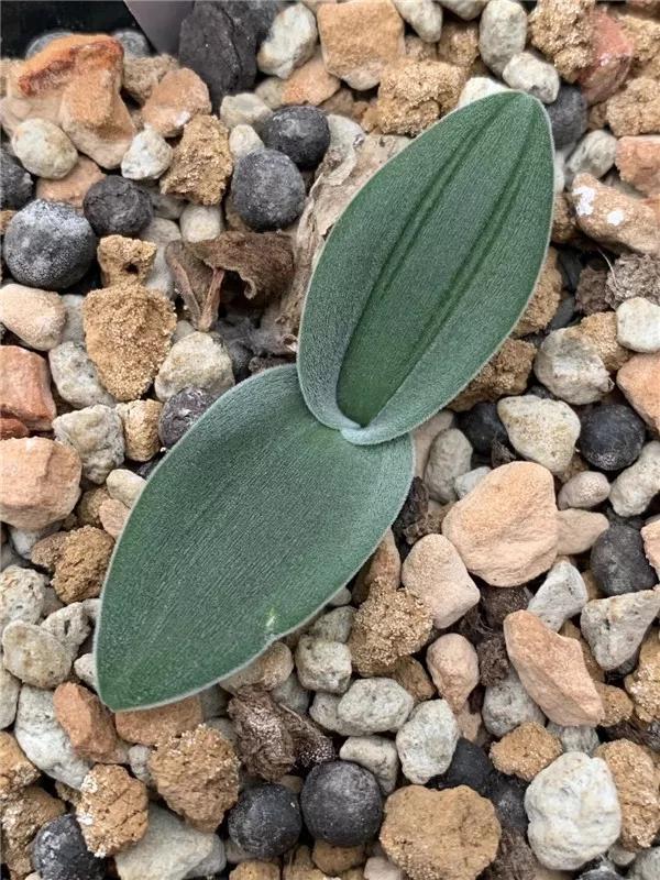 常见的多肉品种图鉴(100种罕见多肉图鉴)(27)