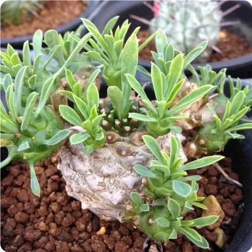 常见的多肉品种图鉴(100种罕见多肉图鉴)(34)