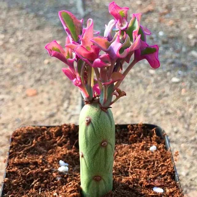 常见的多肉品种图鉴(100种罕见多肉图鉴)(13)