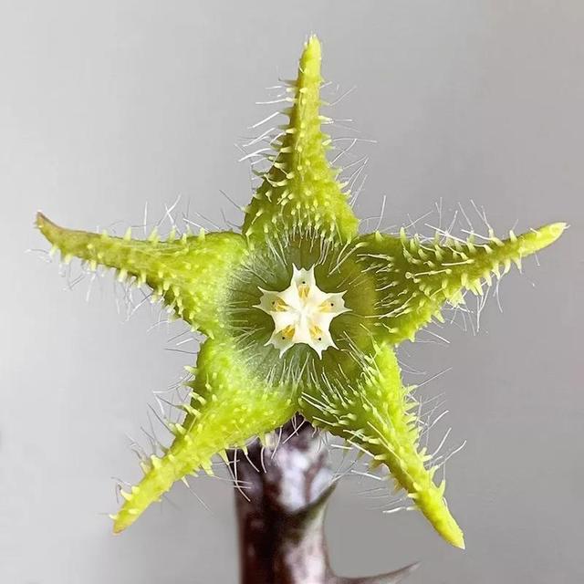 常见的多肉品种图鉴(100种罕见多肉图鉴)(70)