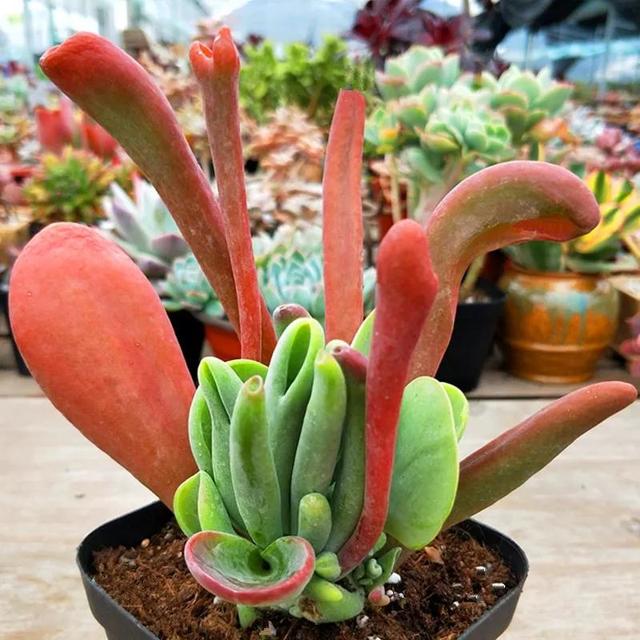 常见的多肉品种图鉴(100种罕见多肉图鉴)(59)