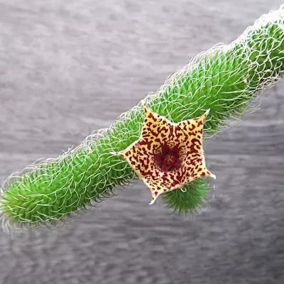 常见的多肉品种图鉴(100种罕见多肉图鉴)(67)