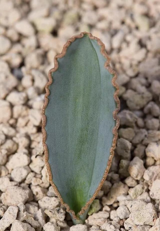 常见的多肉品种图鉴(100种罕见多肉图鉴)(35)