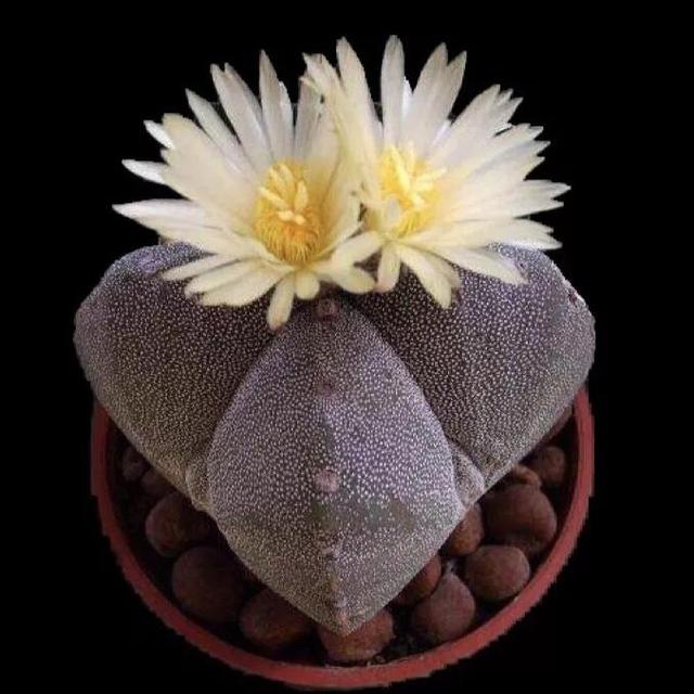 常见的多肉品种图鉴(100种罕见多肉图鉴)(94)