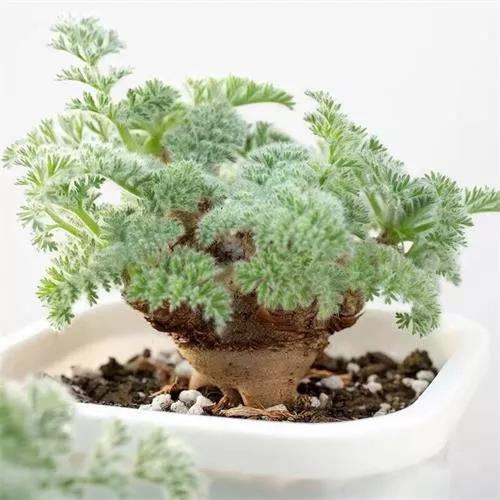 常见的多肉品种图鉴(100种罕见多肉图鉴)(18)