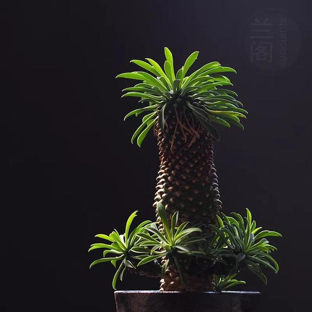 常见的多肉品种图鉴(100种罕见多肉图鉴)(32)