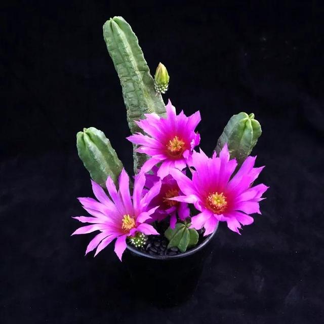 常见的多肉品种图鉴(100种罕见多肉图鉴)(113)