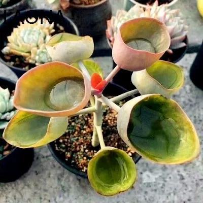 常见的多肉品种图鉴(100种罕见多肉图鉴)(26)