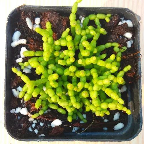 常见的多肉品种图鉴(100种罕见多肉图鉴)(55)