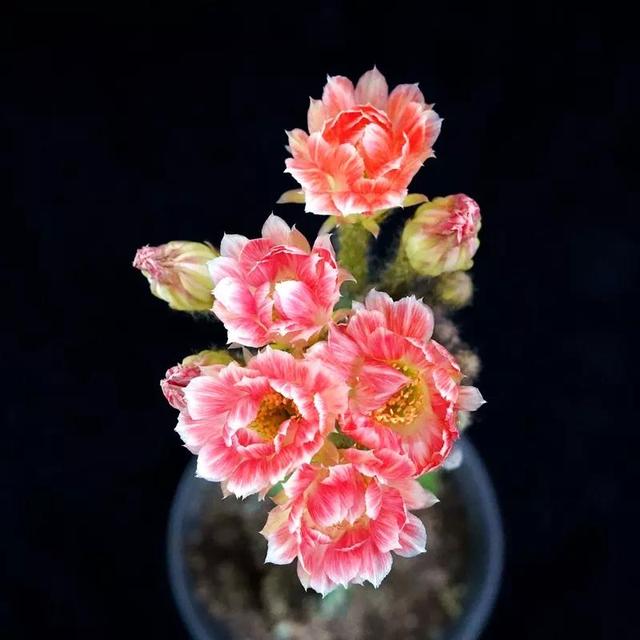 常见的多肉品种图鉴(100种罕见多肉图鉴)(109)