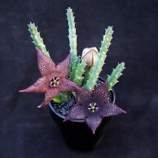 常见的多肉品种图鉴(100种罕见多肉图鉴)(77)