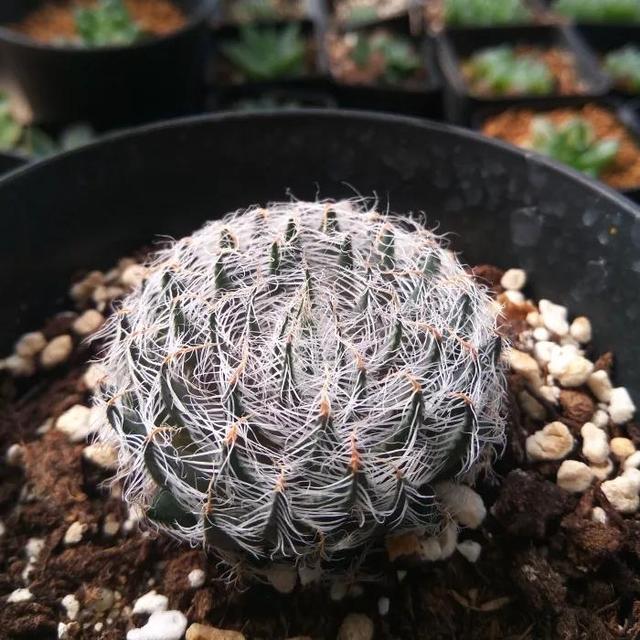 常见的多肉品种图鉴(100种罕见多肉图鉴)(54)