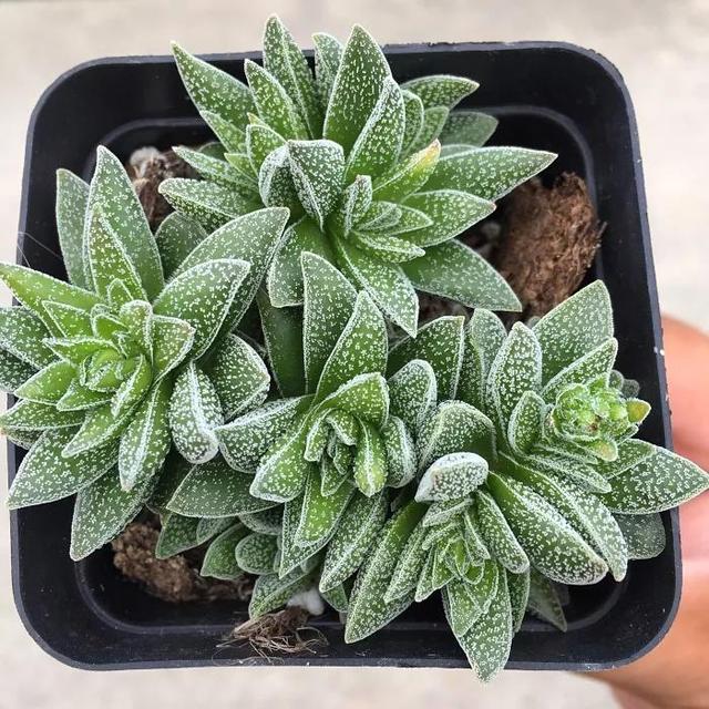 常见的多肉品种图鉴(100种罕见多肉图鉴)(47)