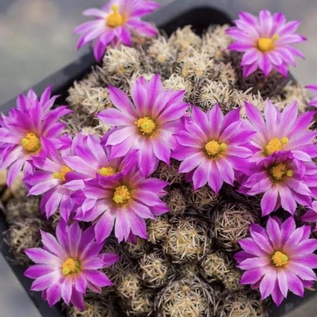 常见的多肉品种图鉴(100种罕见多肉图鉴)(110)