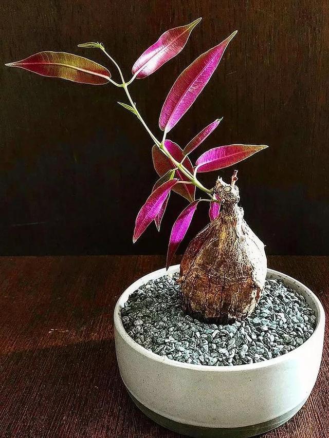 常见的多肉品种图鉴(100种罕见多肉图鉴)(14)