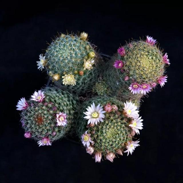 常见的多肉品种图鉴(100种罕见多肉图鉴)(107)