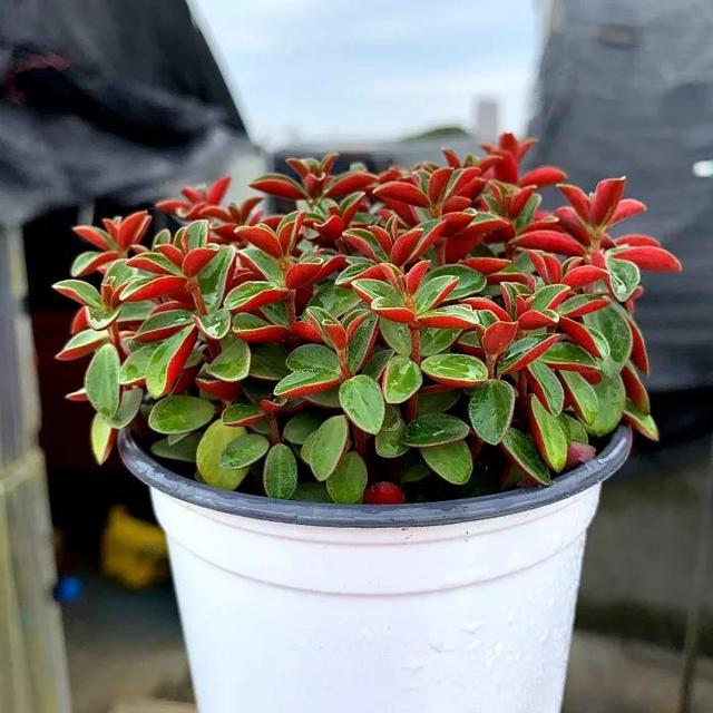 常见的多肉品种图鉴(100种罕见多肉图鉴)(51)