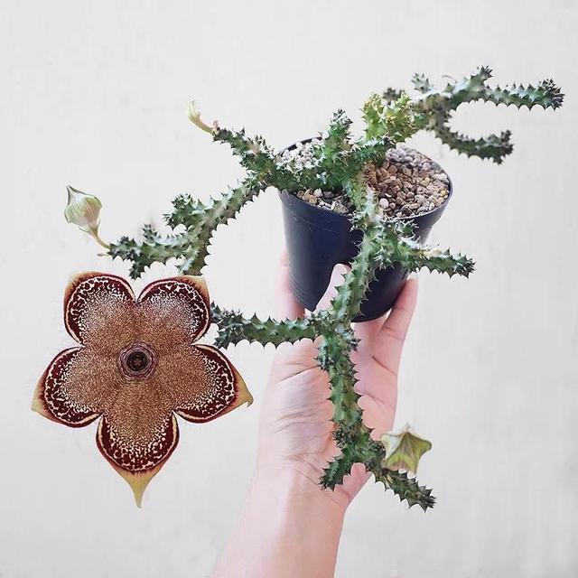 常见的多肉品种图鉴(100种罕见多肉图鉴)(15)