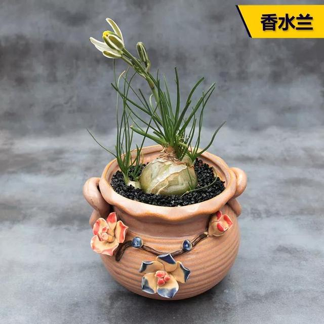 常见的多肉品种图鉴(100种罕见多肉图鉴)(21)