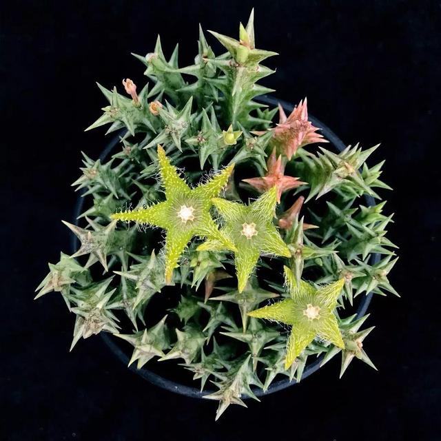 常见的多肉品种图鉴(100种罕见多肉图鉴)(69)