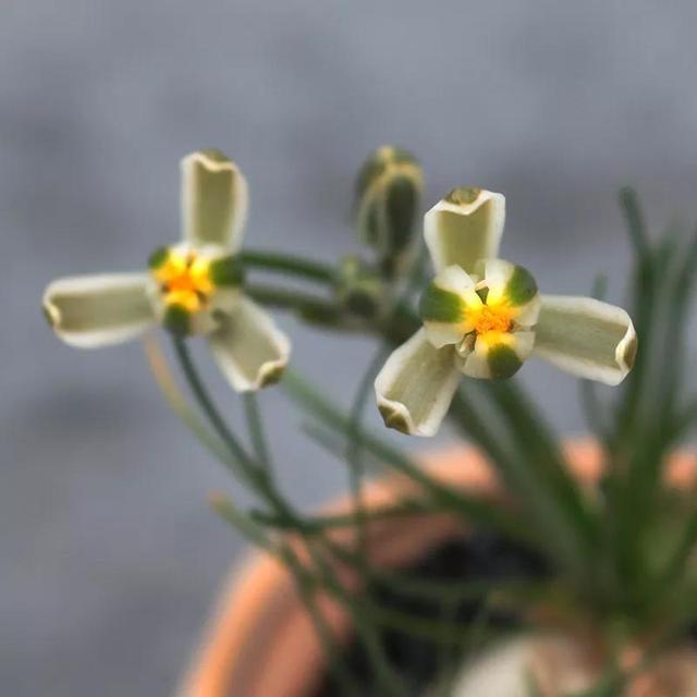 常见的多肉品种图鉴(100种罕见多肉图鉴)(22)