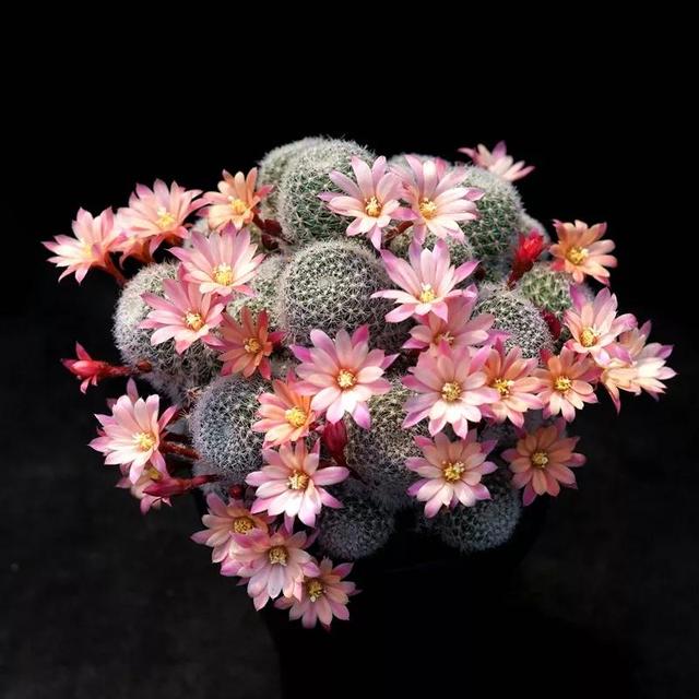 常见的多肉品种图鉴(100种罕见多肉图鉴)(81)