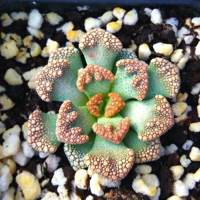 常见的多肉品种图鉴(100种罕见多肉图鉴)(43)