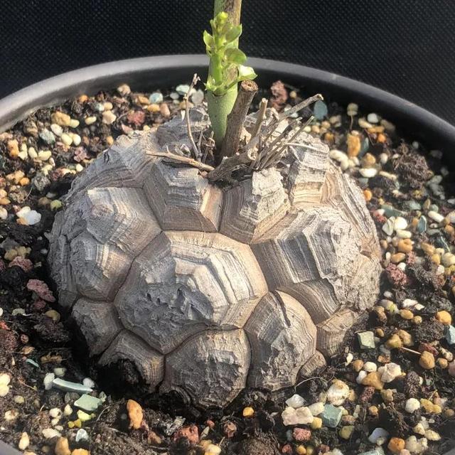 常见的多肉品种图鉴(100种罕见多肉图鉴)(2)