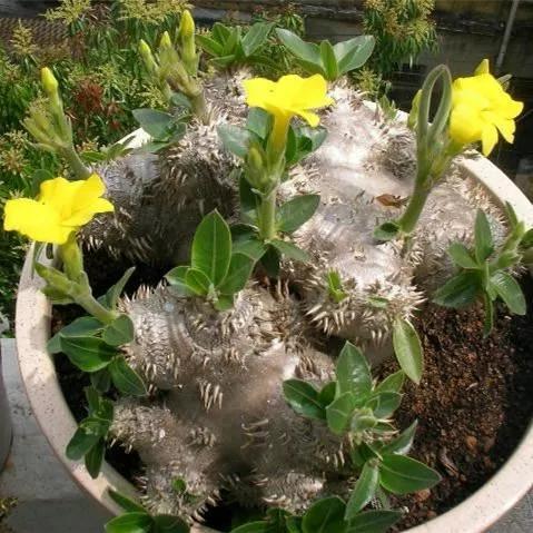 常见的多肉品种图鉴(100种罕见多肉图鉴)(39)